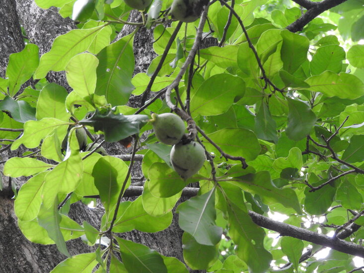 Kumbhi-Baum (Careya arborea)