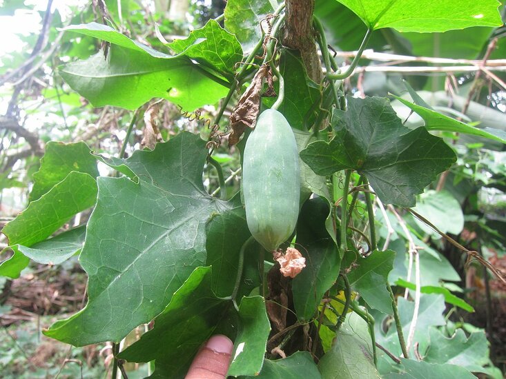 Tindola (Coccinia grandis)