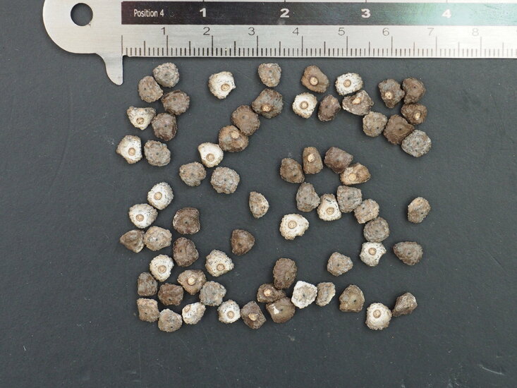 Plantagenbanane (Musa x paradisiaca)