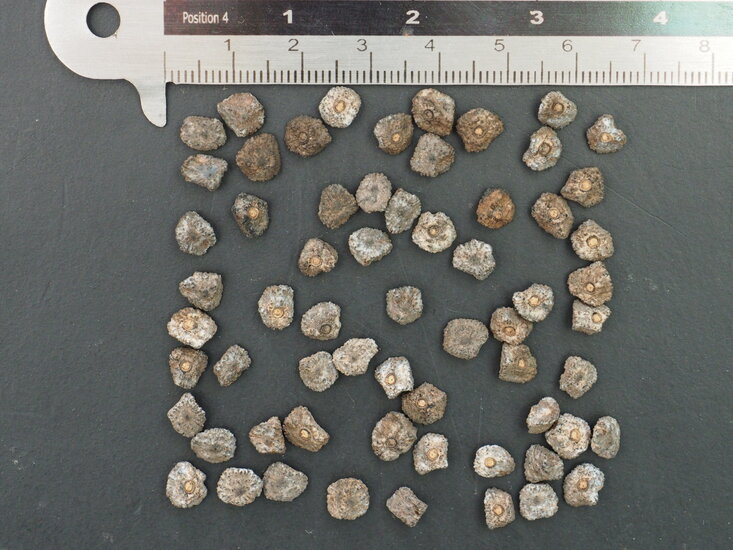 Taiwanesische Banane (Musa itinerans var. formosana)