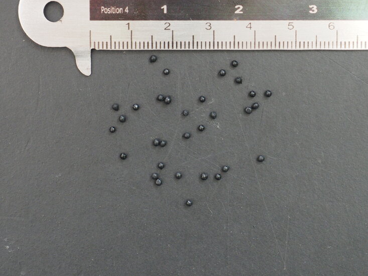 Stachelblume (Massonia depressa)