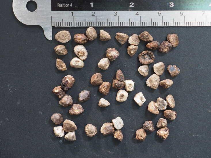 Zwergbanane (Musa acuminata)