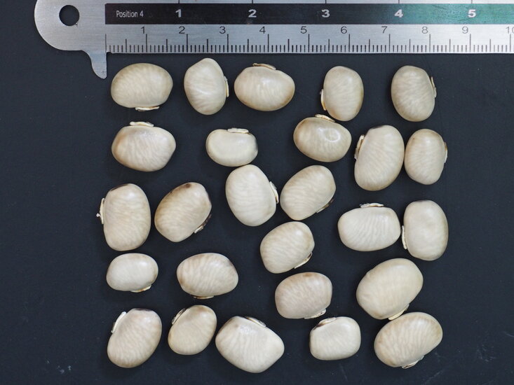 Samtbohne (Mucuna pruriens)