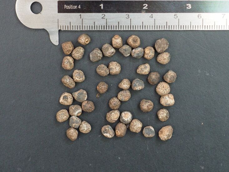 S&uuml;&szlig;e Wildbanane (Musa balbisiana)