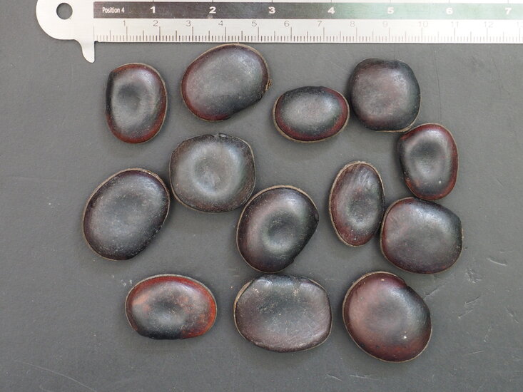 Samtbohne (Mucuna sempervirens)