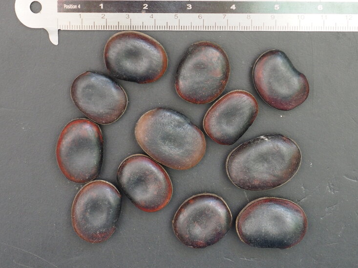 Saba Ling (Mucuna macrocarpa)