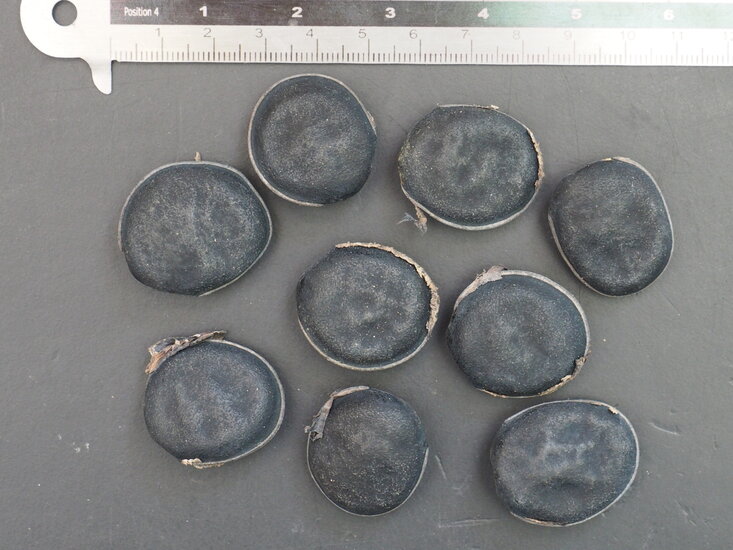 Kronleuchterbohne (Mucuna holtonii)