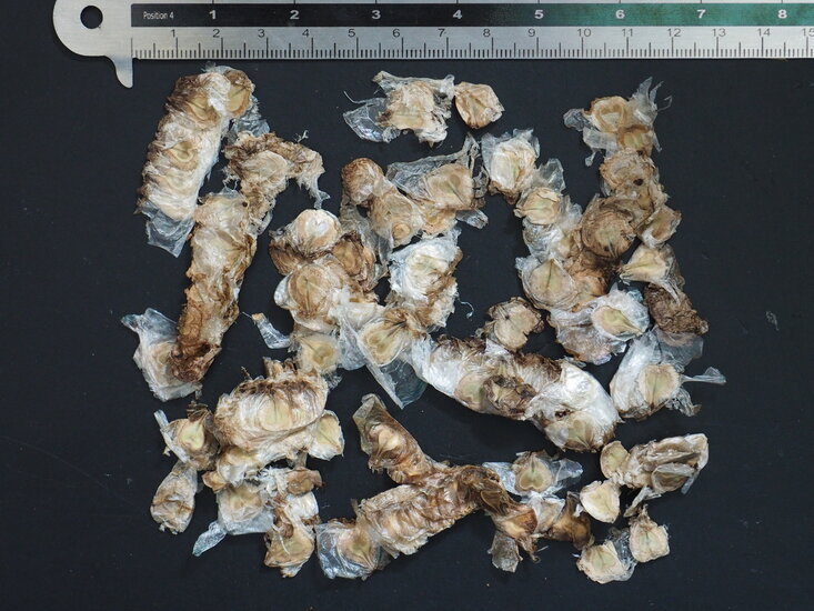 Afrikanischer Tulpenbaum (Spathodea campanulata)