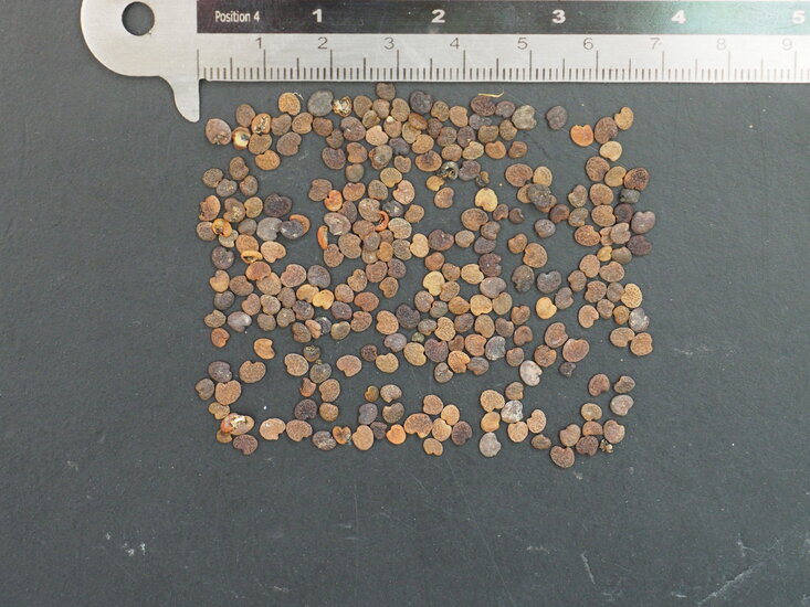 Sturts W&uuml;stenerbse (Swainsona formosa)