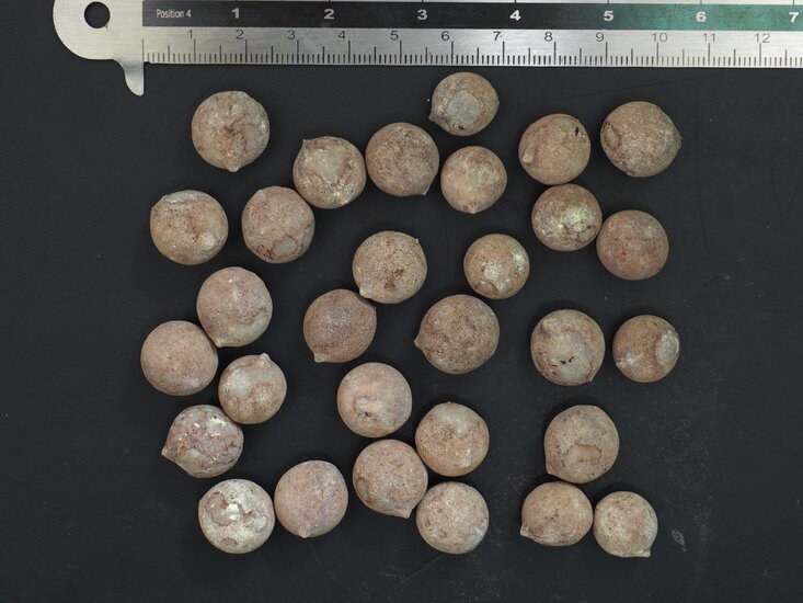 F&auml;cherpalme (Saribus rotundifolia)