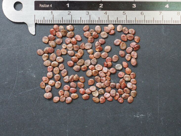 Teppelfrucht (Solanum mammosum)