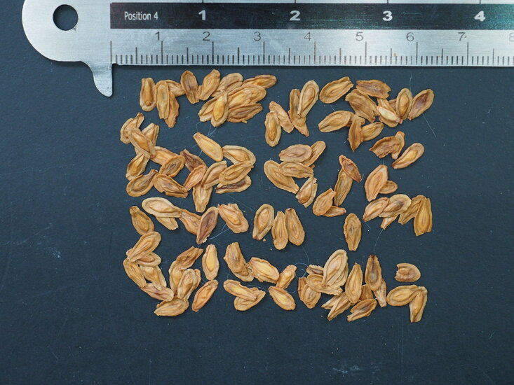 Aasblume (Stapelia leendertziae)