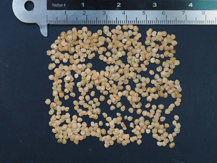 Naranjilla (Solanum quitoense)