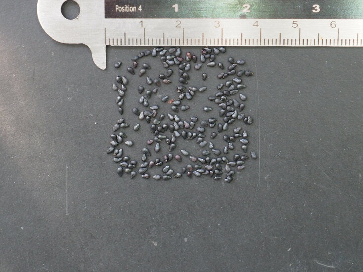 K&ouml;nigin der Nacht (Selenicereus grandiflorus)