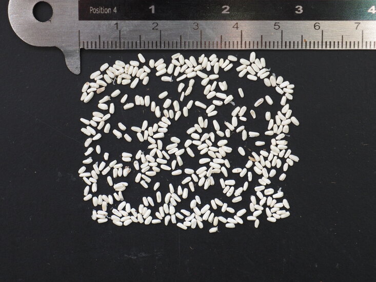 Baum-Philodendron (Thaumatophyllum bipinnatifidum)