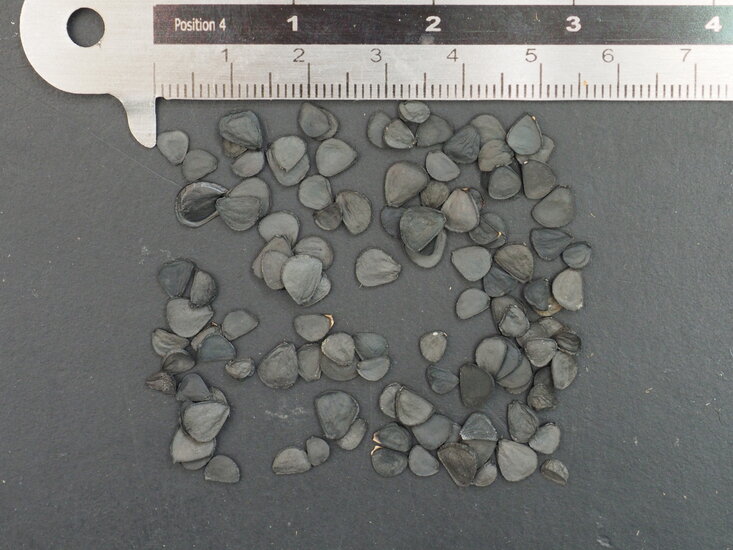 Palmenlilie (Yucca rostrata)