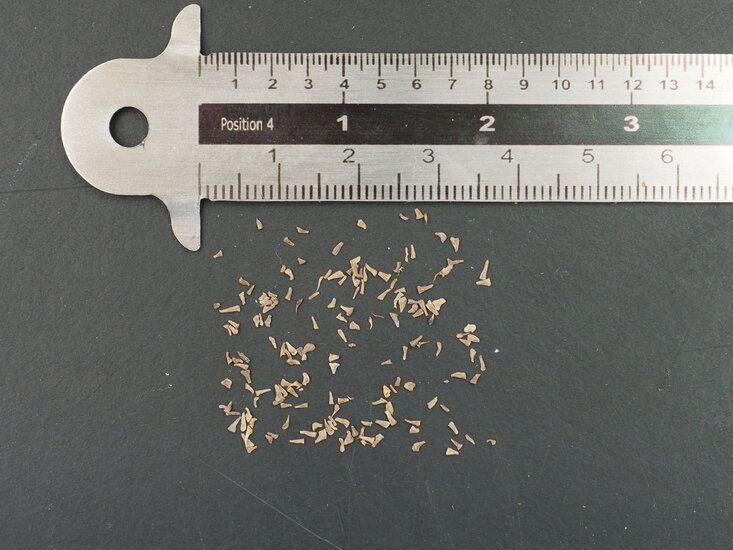 Schwarze Lilie (Xerophyta retinervis)