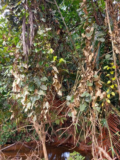 Nanas batu (Phytocrene bracteata)