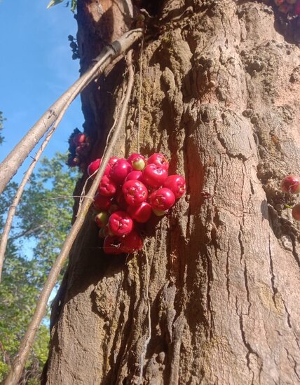 Syzygium (Syzygium sp. &#039;Sulawesi&#039;)