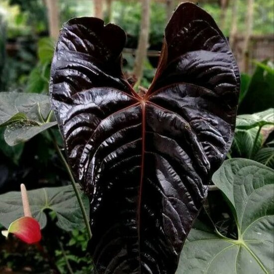 Anthurium (Anthurium chamberlainii X)