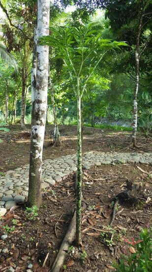 Aronstab (Amorphophallus borneensis)