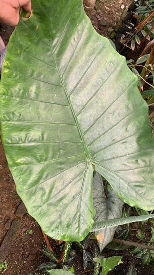 Riesen-Alocasia (Alocasia robusta)
