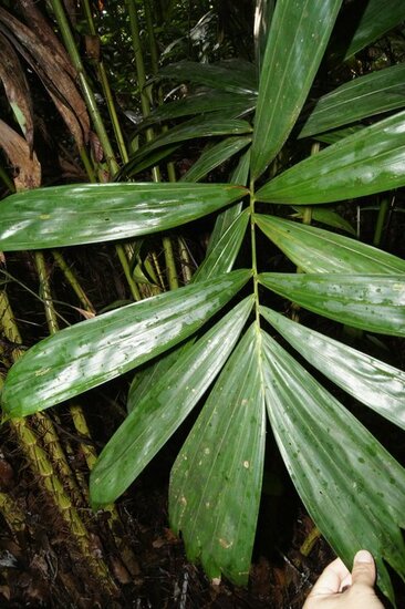 Rote Schlangenfrucht (Salacca affinis)
