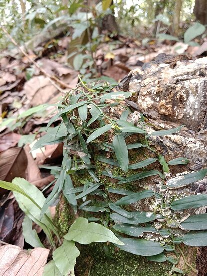 Kletternde Aronstabpflanze (Pothos scandens)