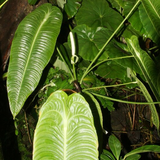 K&ouml;nigsanthurium (Anthurium veitchii)