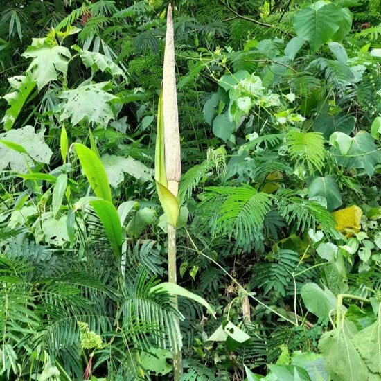 Aronstab (Amorphophallus asper)