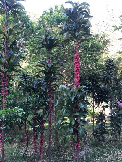 Captaincookia (Ixora margaretae)