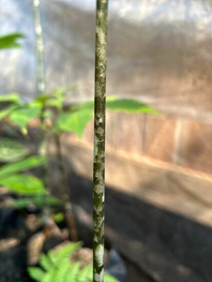 Aronstab (Amorphophallus discophorus)