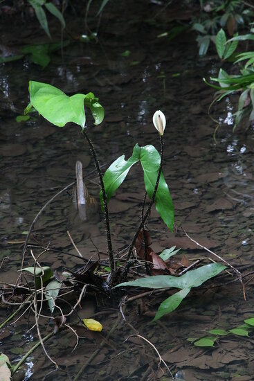 Sumpf-Taro (Cyrtosperma merkusii)