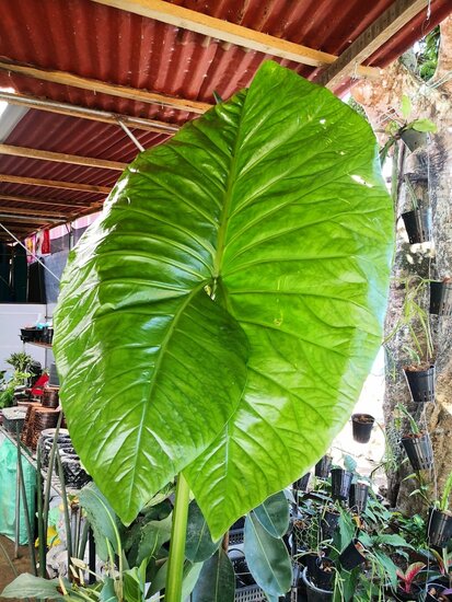 Sumpf-Taro (Cyrtosperma merkusii)