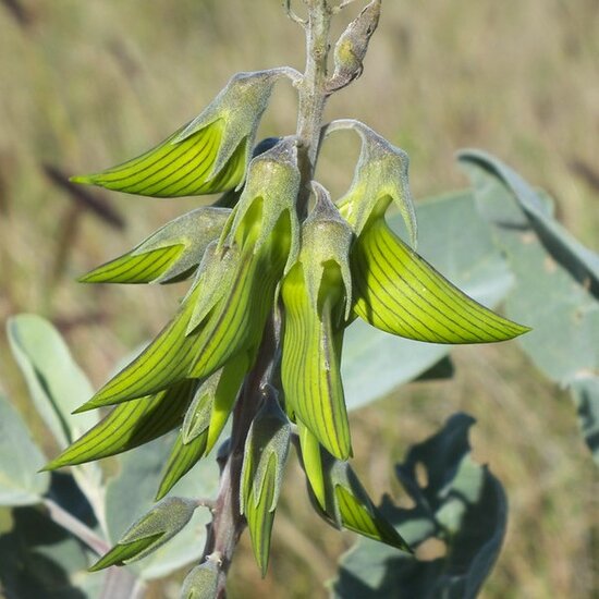 Gr&uuml;ne Vogelblume (Crotalaria cunninghamii)