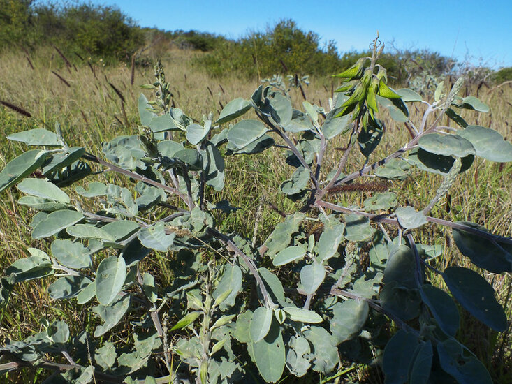 Gr&uuml;ne Vogelblume (Crotalaria cunninghamii)