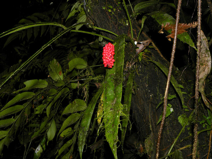 Anthurium (Anthurium bakeri)