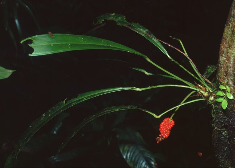 Anthurium (Anthurium bakeri)