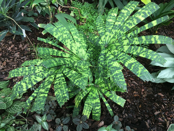 F&auml;cherpalme (Licuala mattanensis var. paucisecta)