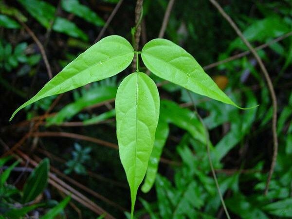Rouge de R&eacute;union (Strongylodon siderospermum)