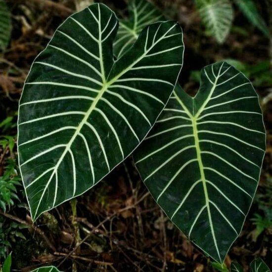 Meratus-Alocasia (Alocasia sp. &#039;Meratus&#039;)