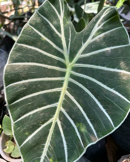 Meratus-Alocasia (Alocasia sp. &#039;Meratus&#039;)