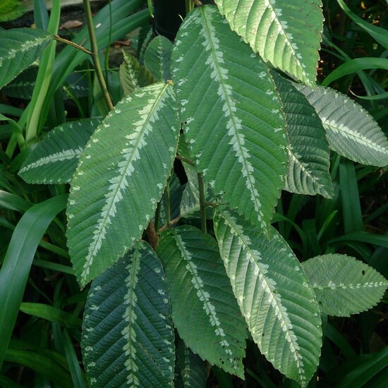 Leea (Leea zippeliana)