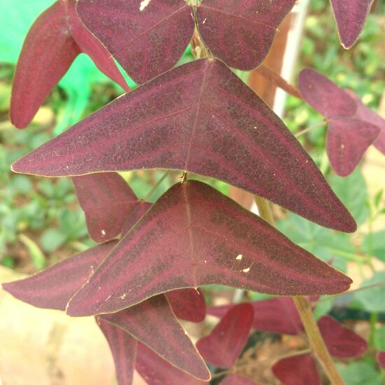 Rote Schmetterlingspflanze (Christia vespertilionis)