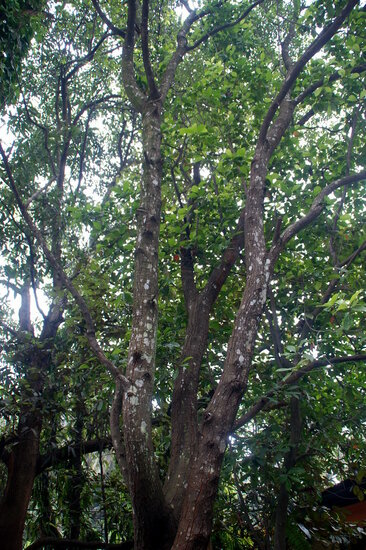 Indisches Sandelholz (Santalum album)