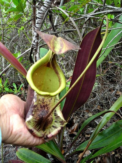 Raffles-Kannenpflanze (Nepenthes rafflesiana)