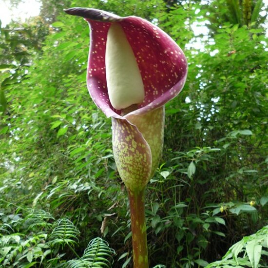 Beccari-Aronstab (Amorphophallus beccarii)