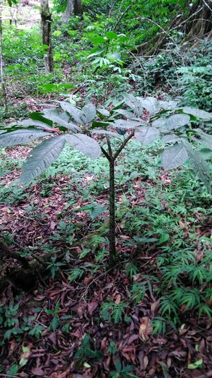 Beccari-Aronstab (Amorphophallus beccarii)