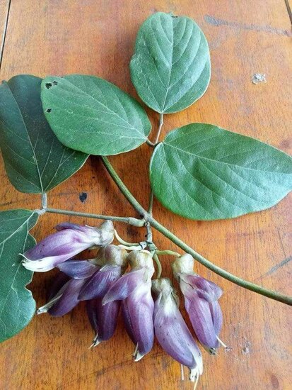 Mucuna (Mucuna sp. &#039;Bengkulu&#039;)