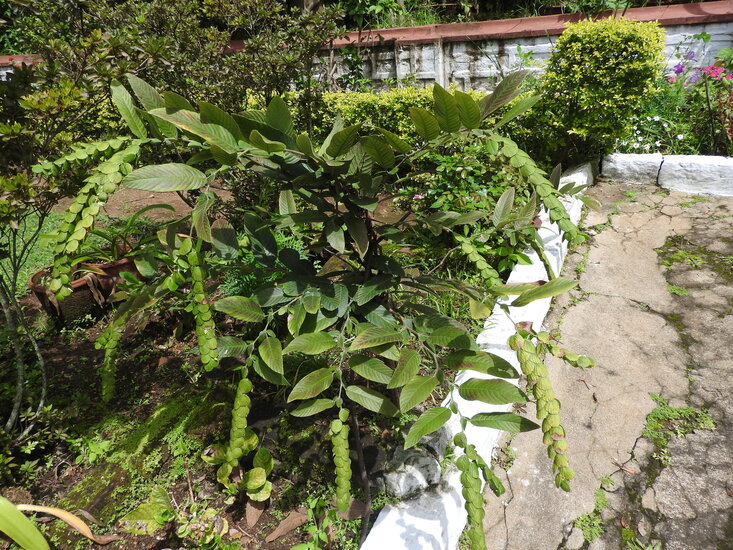 Jatsalpan (Phyllodium pulchellum)